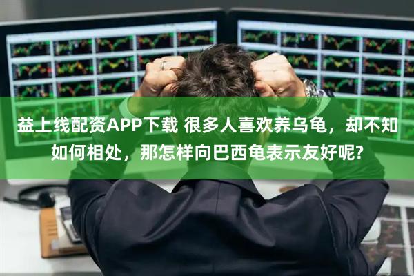 益上线配资APP下载 很多人喜欢养乌龟，却不知如何相处，那怎样向巴西龟表示友好呢?